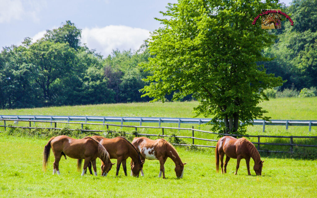 Home-BSR Robin Freunde 27BSR 84 1024x640